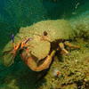 Picture taken during the dive