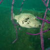 Picture taken during the dive