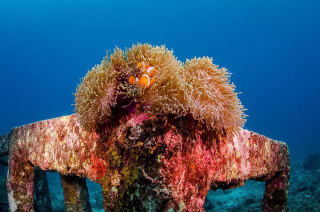Sea Fun Divers Co Ltd - Dive Center in Thailand