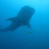 Picture taken during the dive