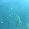 Picture taken during the dive