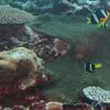 Picture taken during the dive