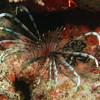 Picture taken during the dive