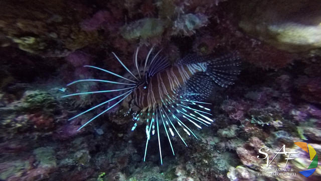 Tetamanu Diving Center - Dive Center