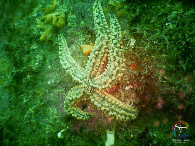Plougasnou Plongée - Dive Center in France