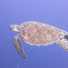 Picture taken during the dive