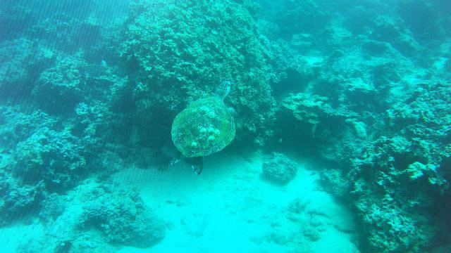 Global Scuba LLC - Dive Center in 阿曼