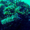 Picture taken during the dive