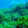 Picture taken during the dive