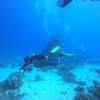Picture taken during the dive
