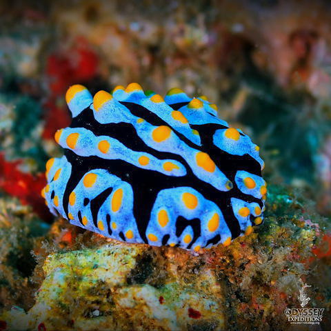 Blue Ocean Dive - Dive Center