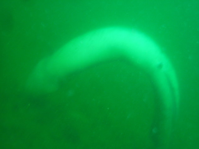 Made In Blue - Dive Center in 法国
