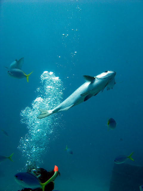 SilverSwift - Dive Center in Australia