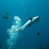 Picture taken during the dive
