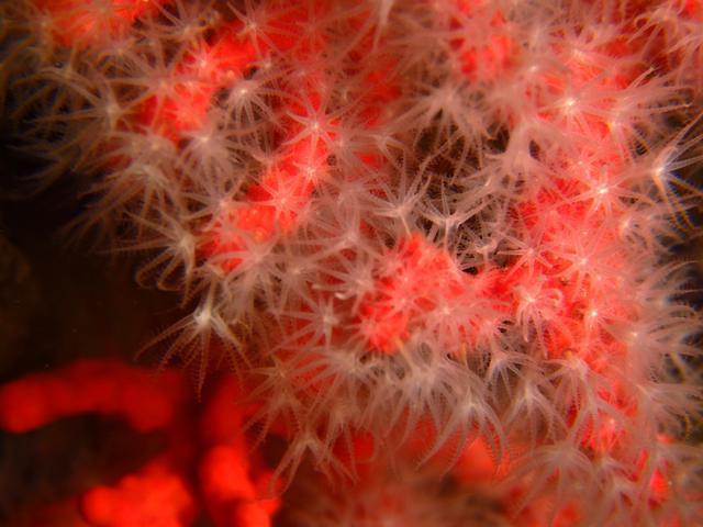 OCEANSUB-ESTARTIT - Dive Center in Spain