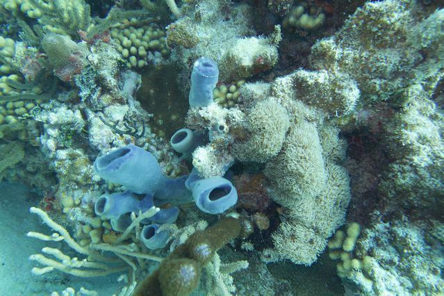 Diving in Puerto Rico, Fajardo - By Vincentlasselle