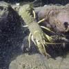 Picture taken during the dive