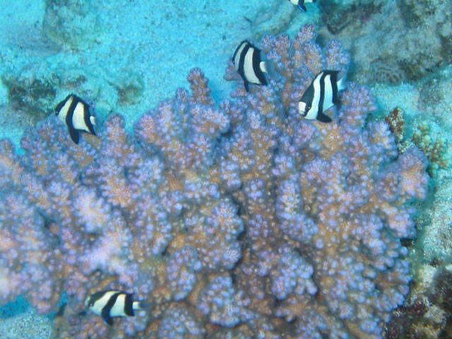 Dune Diving Center - Dive Center