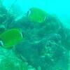 Picture taken during the dive