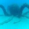 Picture taken during the dive