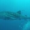 Picture taken during the dive