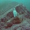 Picture taken during the dive