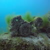 Picture taken during the dive