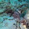 Picture taken during the dive