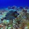 Picture taken during the dive