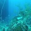 Picture taken during the dive