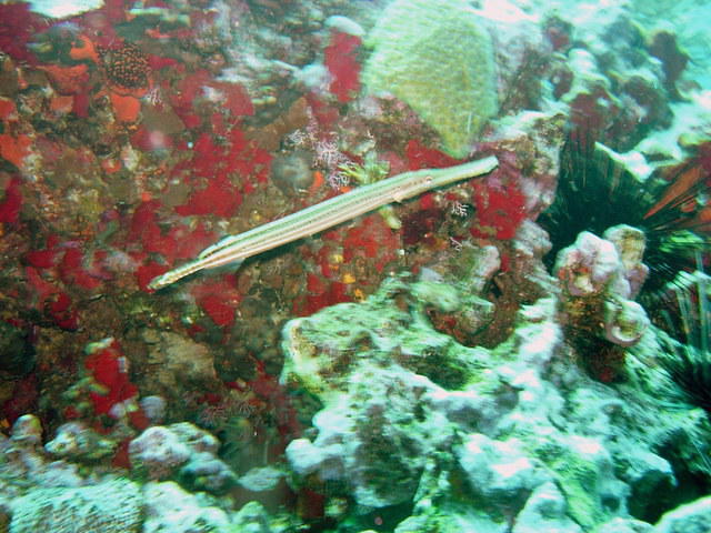 Cnar Sarl-Noa Plongee - Dive Center