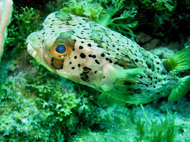 Cnar Sarl-Noa Plongee - Dive Center