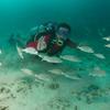 Picture taken during the dive