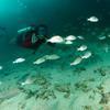 Picture taken during the dive
