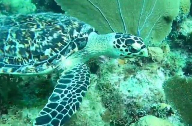 Scubaquatic - Dive Center in Dominican Republic