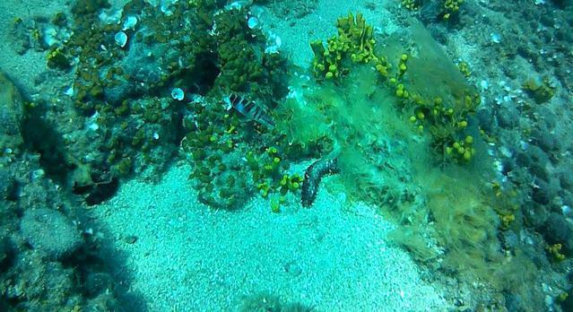 More Sub D.o.o. - Dive Center in Croatia