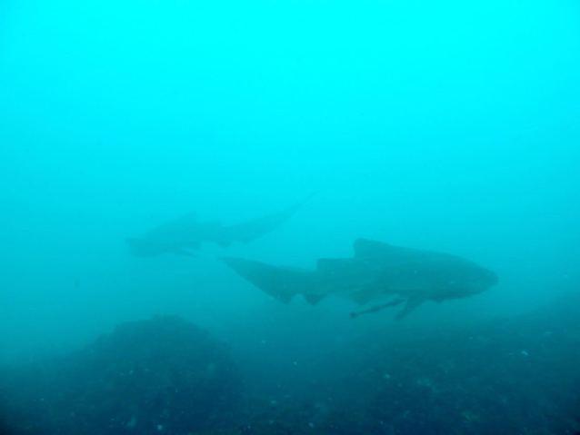 Sundive Byron Bay Pty Ltd - Dive Center in Australia