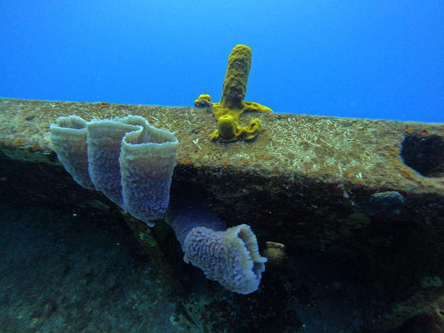 Cayman Diving College/Divers Down - Dive Center