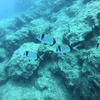 Picture taken during the dive
