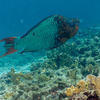 Picture taken during the dive