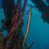 Picture taken during the dive