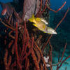 Picture taken during the dive