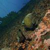 Picture taken during the dive
