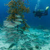 Picture taken during the dive