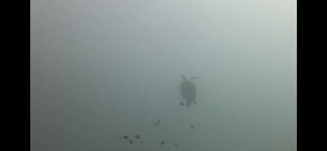 Crestamar Dive Pro Inc - Dive Center