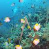 Picture taken during the dive
