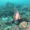 Picture taken during the dive