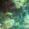 Picture taken during the dive