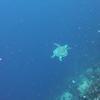 Picture taken during the dive