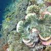 Picture taken during the dive